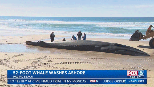 52-Foot Whale Washes Up On San Diego Beach